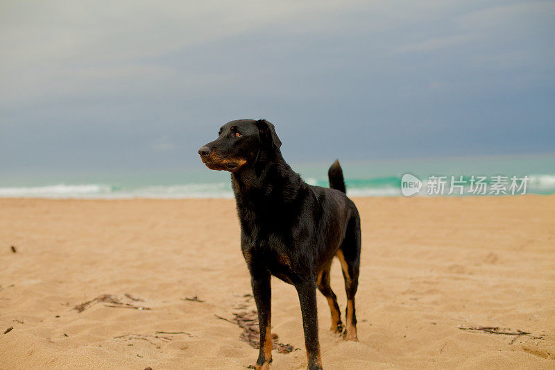 在夏威夷考艾岛波利黑尔州立公园的海滩上，一只Beauceron Shepherd。